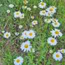 아모르(Amor) 이미지