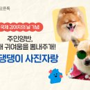 우리집 댕댕이 이미지