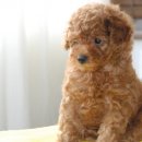 토이포토 이미지