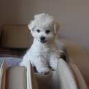 리사앤루이 프리덤 이미지