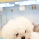 나는강아지 | 구미강아지분양 처음 키우는 사람이라면 꼭 가봐야해