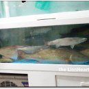 올타미스터스시 이미지