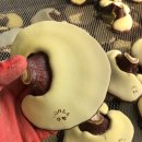 영지농장 이미지