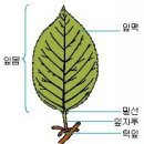 꽃의 역할.사계절,잎 구조,줄가(가지)기능,뿌리의 구조 이미지