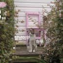 달냥이하우스 이미지