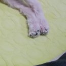수호동물병원 | [김포 사우동 동물병원] 수호 동물병원 추천 후기