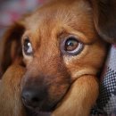 AVC 동물메디컬센터 이미지