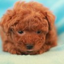 꼬망이펫샵 이미지