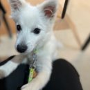 퍼펙트독 이미지