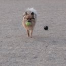 토리네 수제간식 이미지