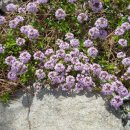 오어사 작은마을  펜션 이미지