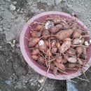 안양농장 이미지