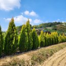 키다리농장 이미지