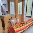 미카 이미지