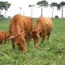 유진축산2 이미지