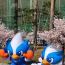 2019 K리그1 서울vs대구 | K리그2 6R 수원삼성블루윙즈 vs 충북청주FC 수원월드컵경기장 빅버드 테이블석 (Feat. 수원 진미통닭)