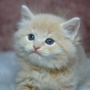 엔젤&야꿍이네 이미지