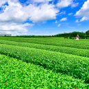 오설록 티뮤지엄(제주녹차밭) 이미지