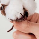 새솜 이미지