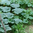 우산쓴고양이 이미지