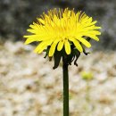 민들레(Taraxacum mongolicum)홀씨되어서.... 이미지