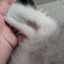 사랑으로 동물병원 | [동해/삼척] 친절하게 진료보시는 셀레네 동물병원 내돈내산 방문후기