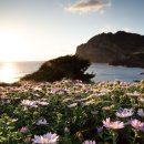 오조리-7 이미지