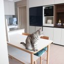 오븐위고양이 | 30평 아파트 인테리어 고양이 함께 사는 집 온라인 랜선 집들이