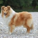 쇼독(Show dog) 이미지