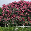 꽃이랑나무랑 이미지