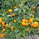 선영이네농장 이미지