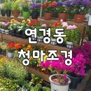 청마조경 이미지