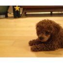 아담스펫강아지&가필드고양이 이미지