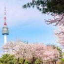 서울 남산타워 N서울타워 남산벚꽃 구경 서울벚꽃명소 이미지