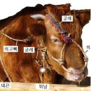 코꾼지 이미지