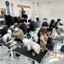 스카이애견 이미지