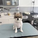 야옹아 멍멍해봐(봉명동) 네이버블로그