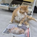 그루밍공방 | 대구 고양이 용품 전문점 캣마트 대구점에 다녀왔어요!(사진많아요)