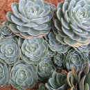 광영농장 이미지