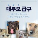🐾3월 안락사에세 구조한 아이들의 대부모가 되어 주세요🐾 이미지