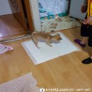 퀸스애견학교