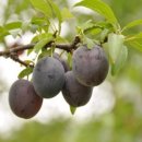 동백농원 이미지