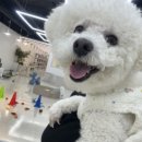 미엘유치원 | [대구 애견호텔] 1박 2일 호텔링 온 미엘 | 2025.11.25