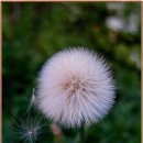 민들레홀씨 이미지