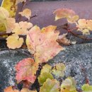 부천초등학교 이미지