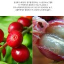 커피베리 이미지