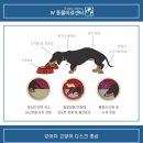 사천동물병원 | 서지 못하는 강아지디스크 의심될 때 수술 없이 치료 가능할까요? 부산 w동물병원 한방 후기