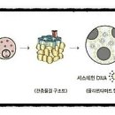 보톡스헤어 이미지