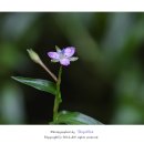 인천대공원(식물원 뒤) 이미지