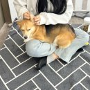 왈왈그루밍 이미지